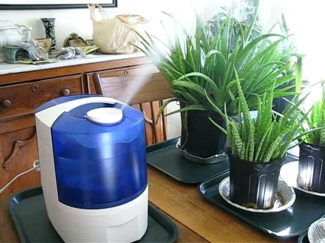 Plante - Umidificare