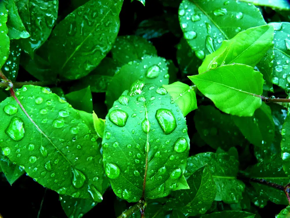 Plantele si umiditatea