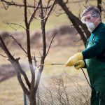 Stropirea pomilor primăvara și alte lucrări necesare pentru întreținerea pomilor fructiferi